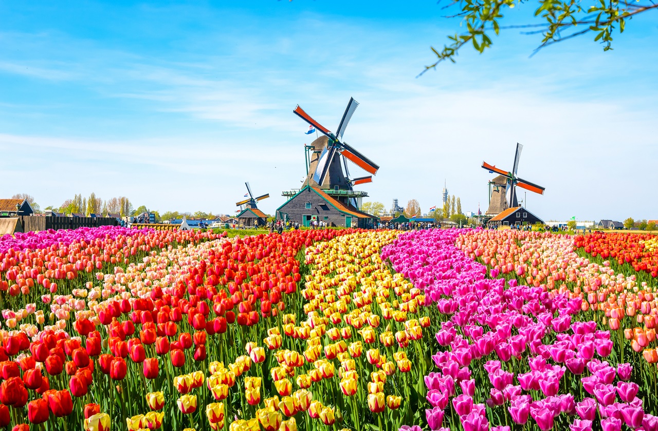 Tulip Fields In The Netherlands Everything You Need To Know 2022